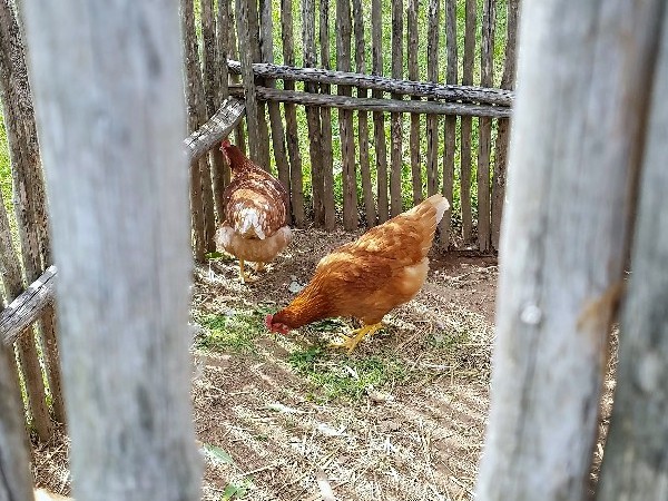 Chickens