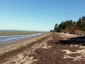 Bay Center WA 17