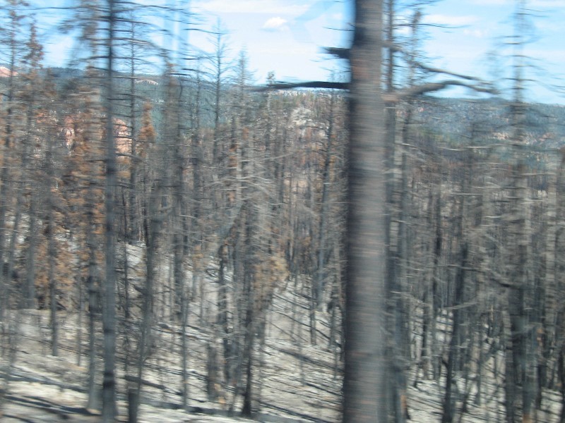 Effects of forst fire