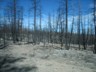 Effects of forst fire