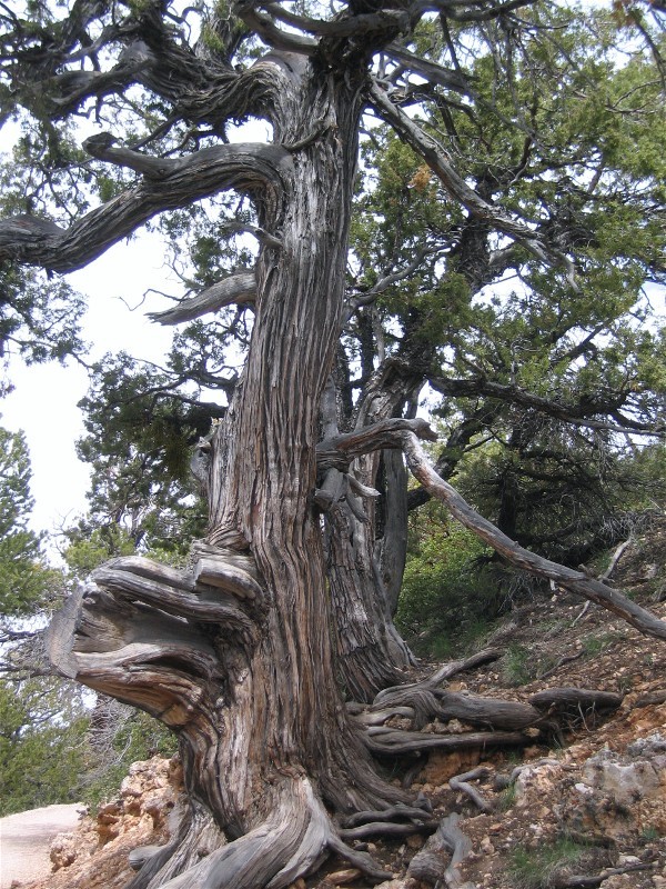 Along the Bright Angel Trail