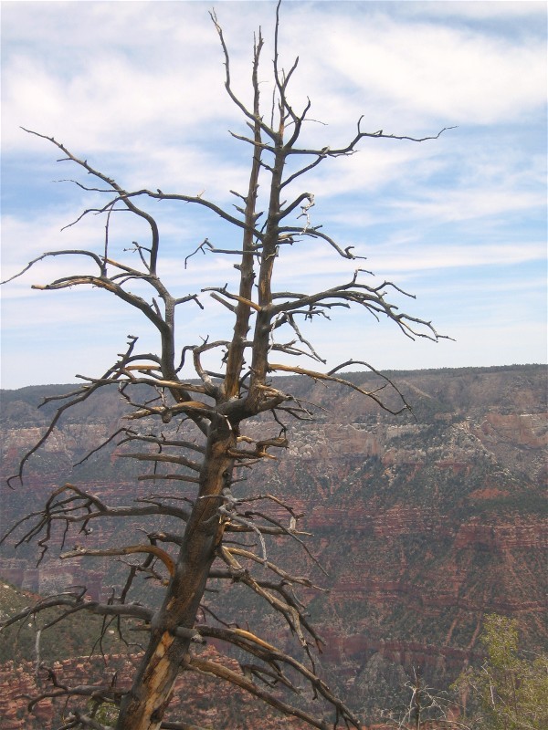 Along the Bright Angel Trail