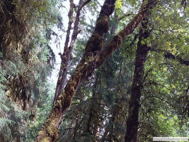 Hoh Rainforest 03