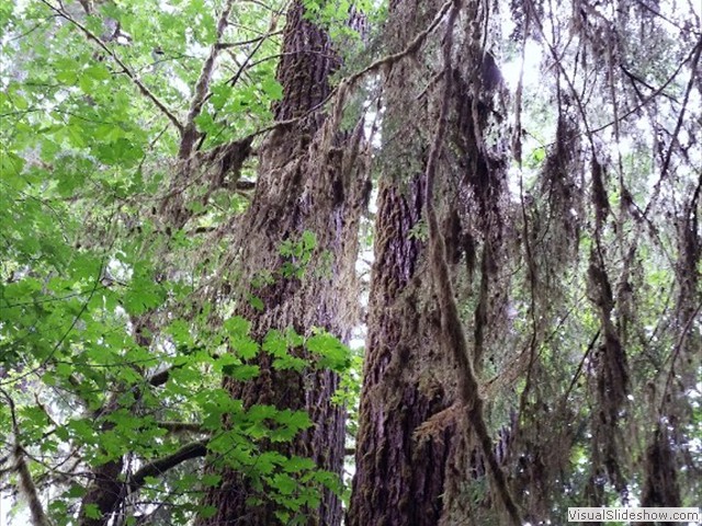 Hoh Rainforest 15