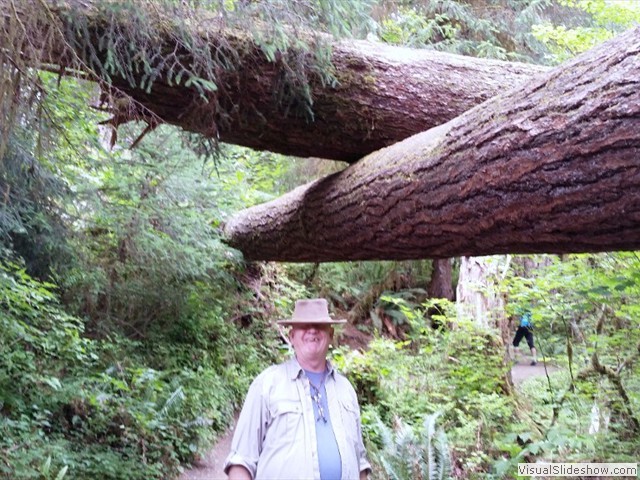 Hoh Rainforest 18