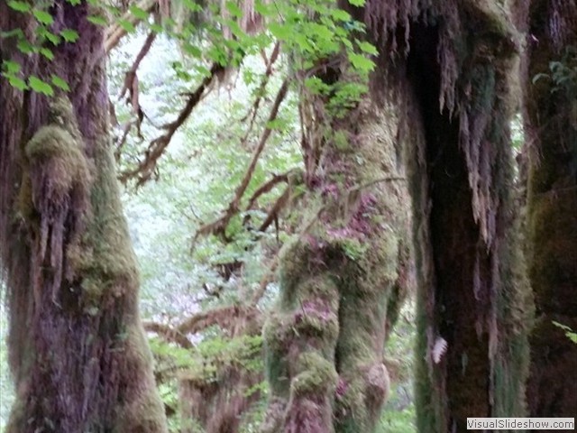 Hoh Rainforest 33