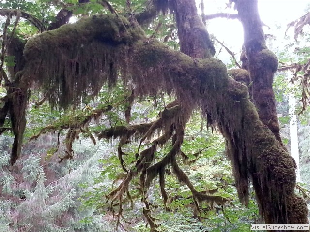 Hoh Rainforest 35