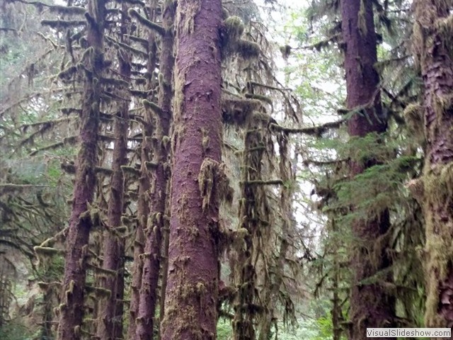 Hoh Rainforest 36