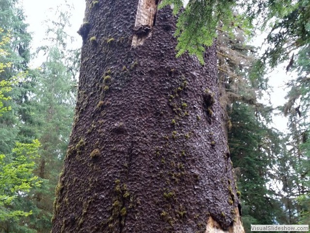Hoh Rainforest 39