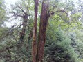Hoh Rainforest 04