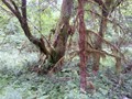 Hoh Rainforest 06