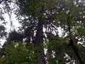 Hoh Rainforest 08