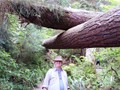 Hoh Rainforest 18