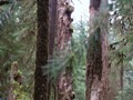 Hoh Rainforest 24