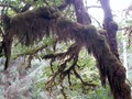 Hoh Rainforest 35