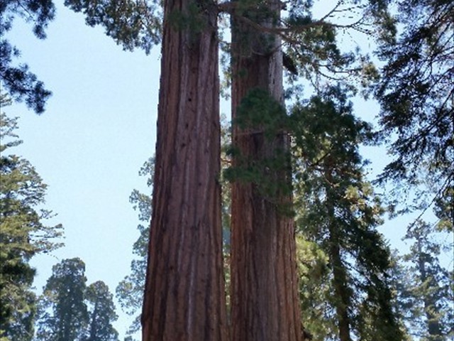 Kings Canyon Sequoias 04
