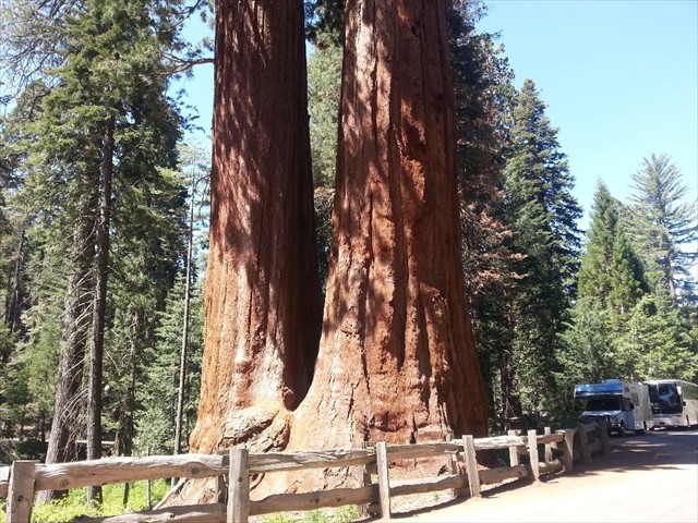 Kings Canyon Sequoias 05