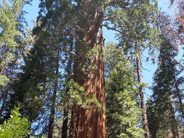 Kings Canyon Sequoias 06