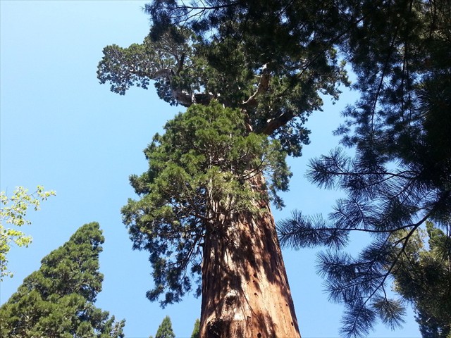 Kings Canyon Sequoias 14