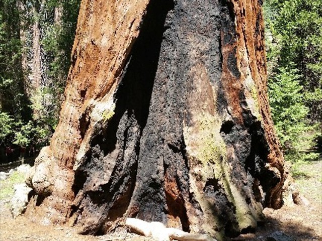 Kings Canyon Sequoias 15