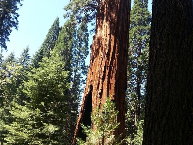 Kings Canyon Sequoias 16