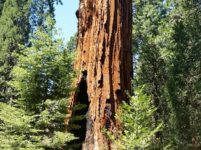 Kings Canyon Sequoias 17