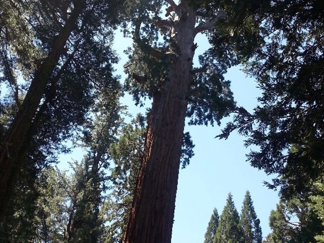 Kings Canyon Sequoias 18