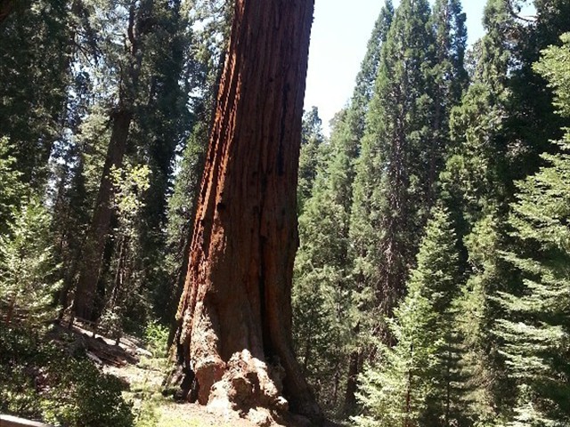 Kings Canyon Sequoias 19