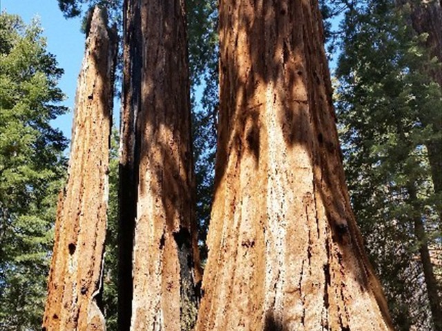 Kings Canyon Sequoias 22