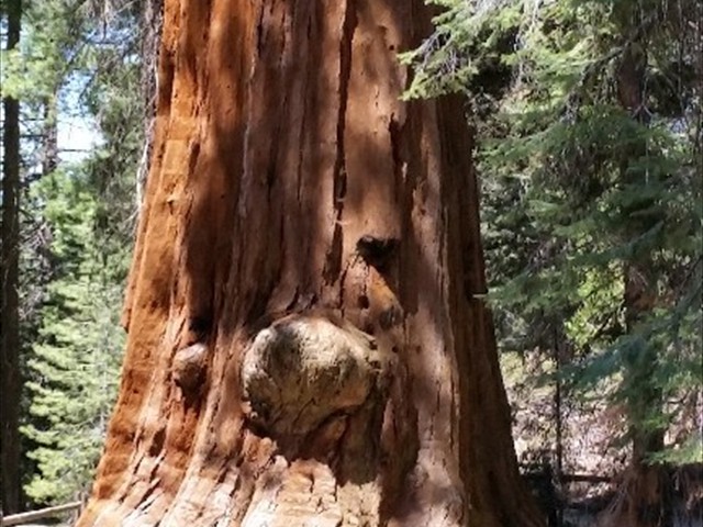 Kings Canyon Sequoias 26