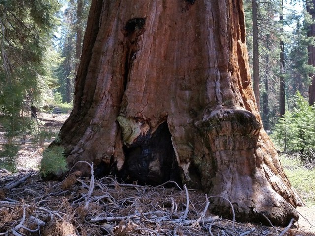 Kings Canyon Sequoias 28