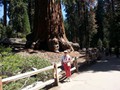 Kings Canyon Sequoias 07