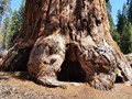 Kings Canyon Sequoias 08