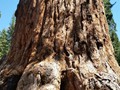 Kings Canyon Sequoias 09
