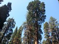 Kings Canyon Sequoias 10