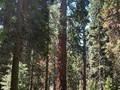 Kings Canyon Sequoias 11