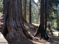 Kings Canyon Sequoias 12