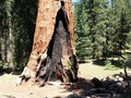 Kings Canyon Sequoias 13
