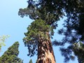 Kings Canyon Sequoias 14