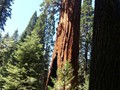 Kings Canyon Sequoias 16