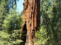 Kings Canyon Sequoias 17
