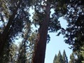Kings Canyon Sequoias 18