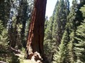 Kings Canyon Sequoias 19