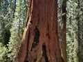 Kings Canyon Sequoias 23