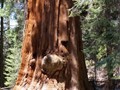 Kings Canyon Sequoias 26
