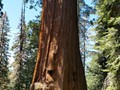 Kings Canyon Sequoias 27