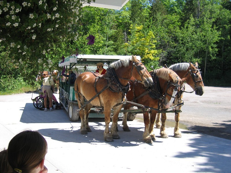 Horse drawn tour