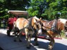 Horse drawn tour