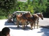 Horse drawn tour