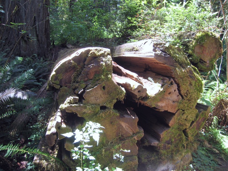 Fallen tress are keep becaause they are part of the eco-system